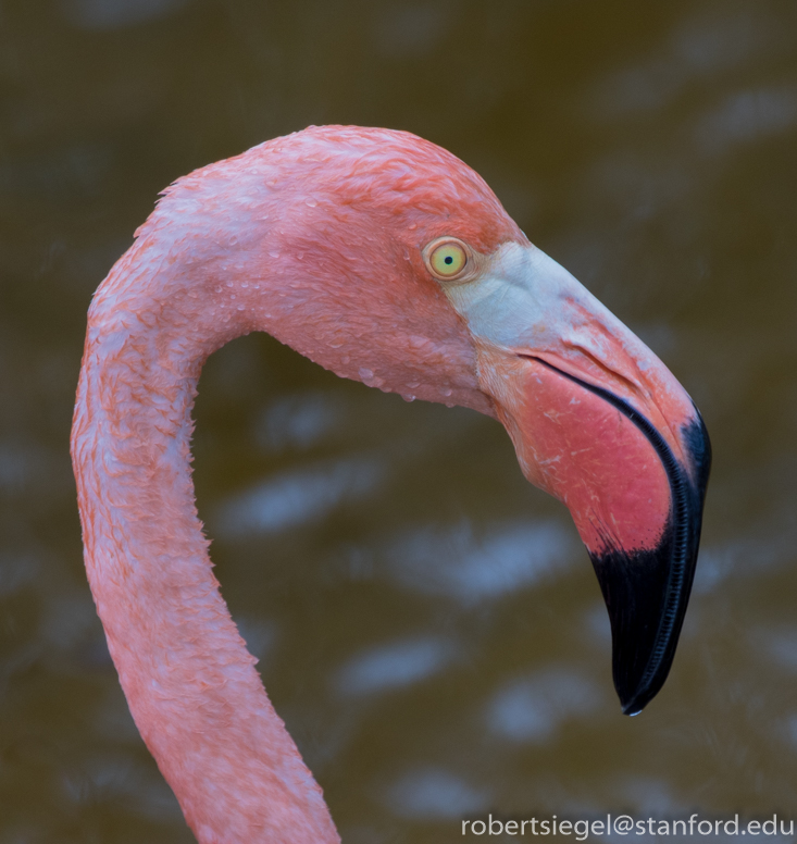 galapagos